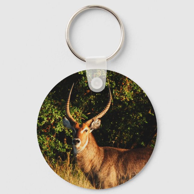 Llavero Waterbuck - Anillos de claves de animales de safar (Anverso)