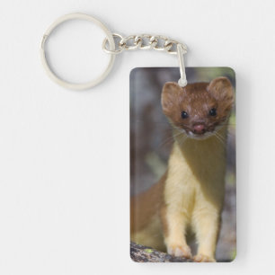 Llavero Weasel de cola larga