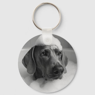 Llavero Weimaraner en el baño con burbujas en la cabeza