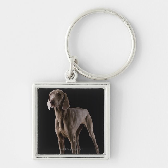 Llavero Weimaraner, tiro del estudio (Frente)