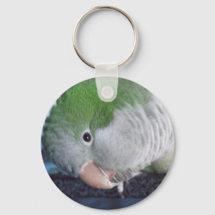 Llavero Whatcha Doin'? Quaker Parakeet