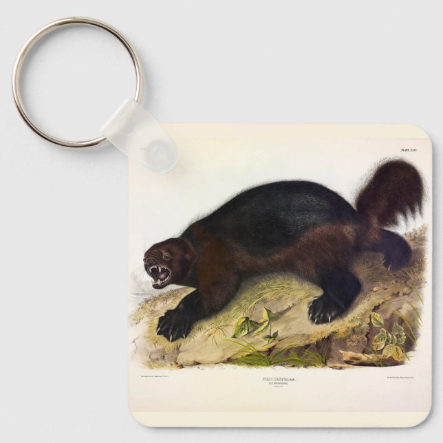Llavero Wolverine o Wolverene (Gulo gulo) de Audubon (Anverso)