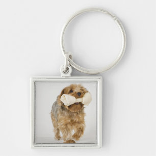 Llavero Yorkshire Terrier en caminar blanco del fondo