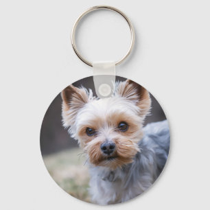 Llavero Yorkshire terrier, perro, Mascota