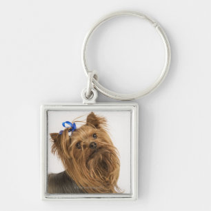 Llavero Yorkshire Terrier/Yorkie. Raza animada de