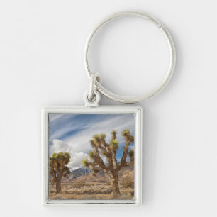 Llavero Yucas en desierto