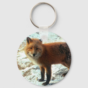 Llavero Zorro de Vulpes_vulpes_red