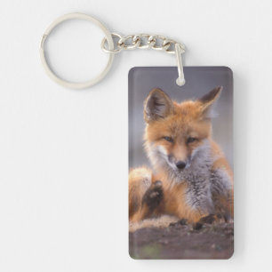 Llavero zorro rojo, Vulpes vulpes, cachorro rascándose,