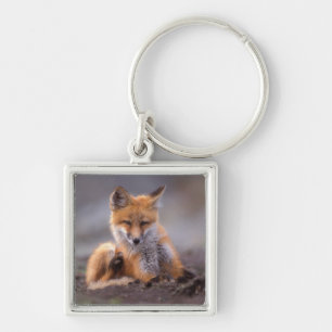 Llavero zorro rojo, Vulpes vulpes, cachorro rascándose,