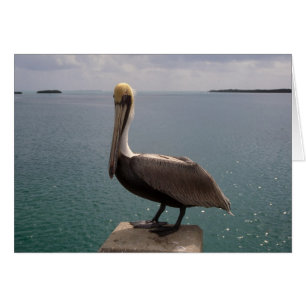 Llaves de la Florida del pelícano de Brown