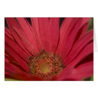 Llegar a la tarjeta de senos