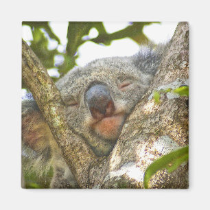 Llenar el imán del oso Koala