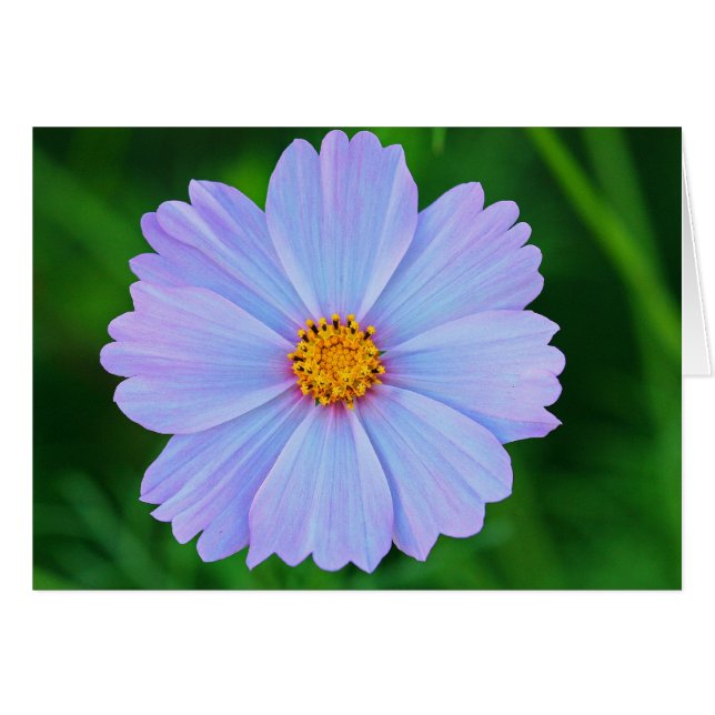 Lleno de Estrellas (Anverso (Horizontal))