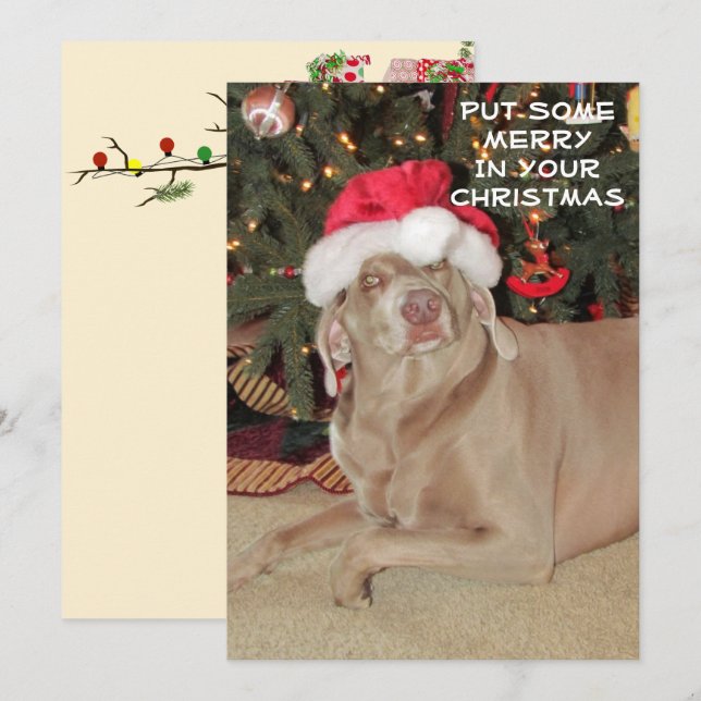 Llueve a los Navidades de Weimaraner (Anverso / Reverso)