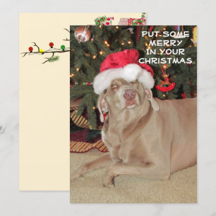 Llueve a los Navidades de Weimaraner