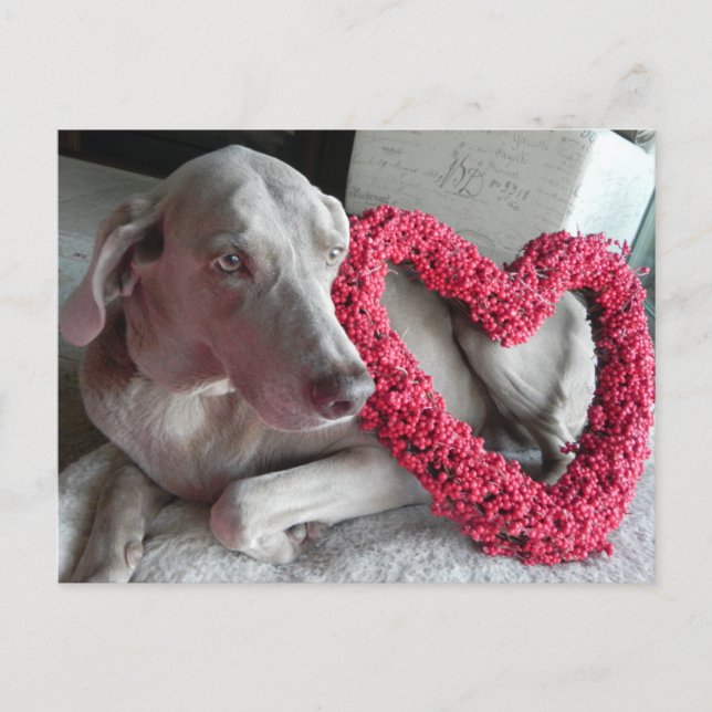 Llueve la tarjeta de mi corazón de Weimaraner (Anverso)