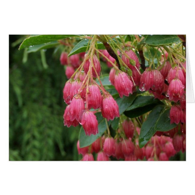 Lluvia en las flores de Bell rosadas (Anverso (Horizontal))