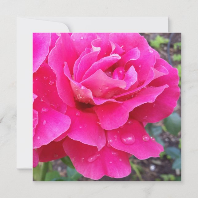 Lluvia en pétalos (Anverso)