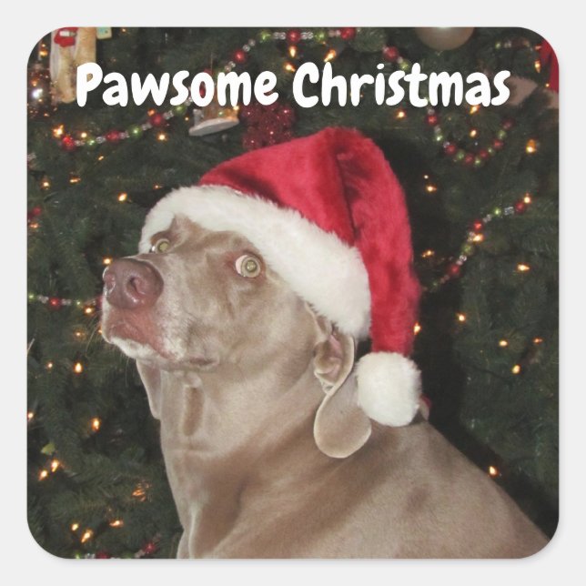 Lluvia Los Pegatinas De Weimaraner Santa Paws (Anverso)