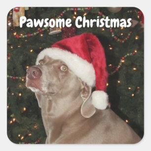 Lluvia Los Pegatinas De Weimaraner Santa Paws