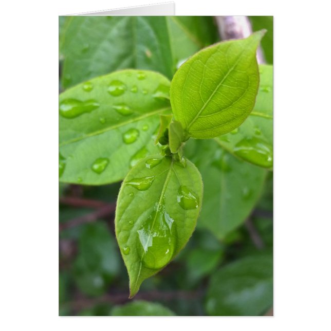 Lluvia sobre hojas (Frente)