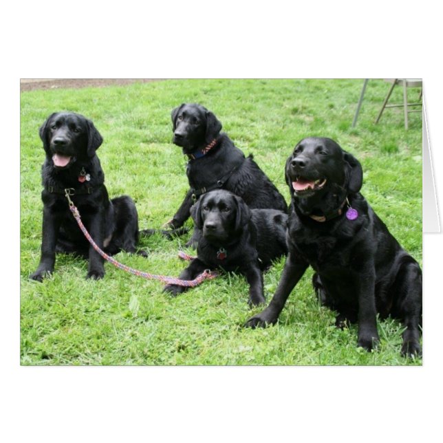 Lluvia y sus perritos patrióticos (Anverso (Horizontal))