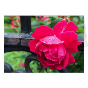 Lluvias de lluvia Rosas de flores de rosa rosadas