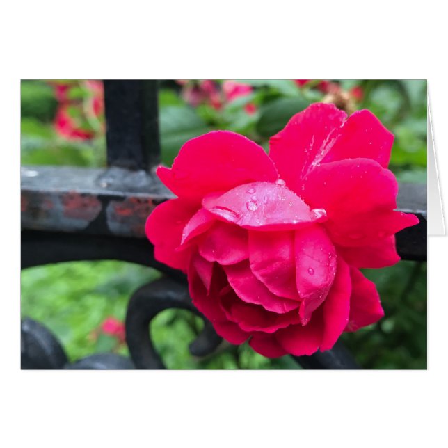 Lluvias de lluvia Rosas de flores de rosa rosadas  (Anverso (Horizontal))