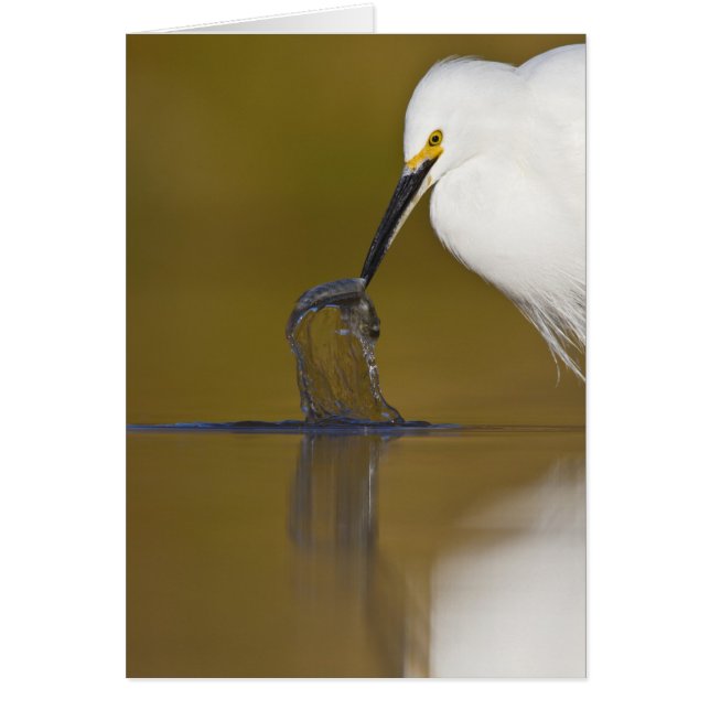 ¡Lo tengo! (Frente)