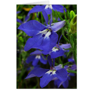 Lobelia azul
