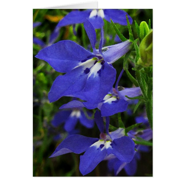 Lobelia azul (Frente)