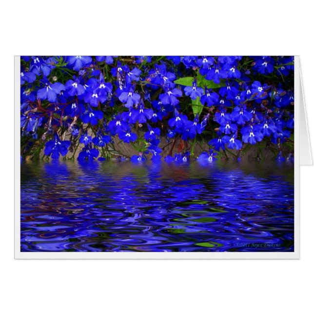Lobelia azul (Anverso (Horizontal))