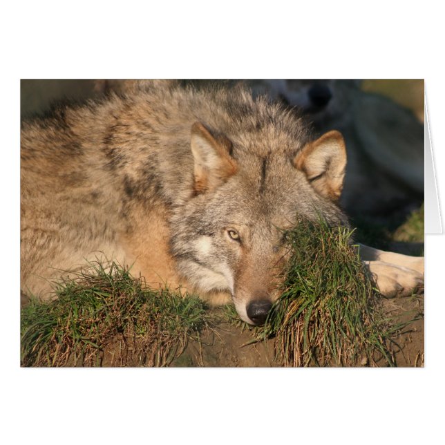 lobo (Anverso (Horizontal))