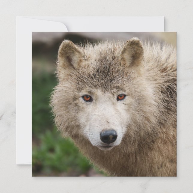 Lobo blanco fangoso (Anverso)