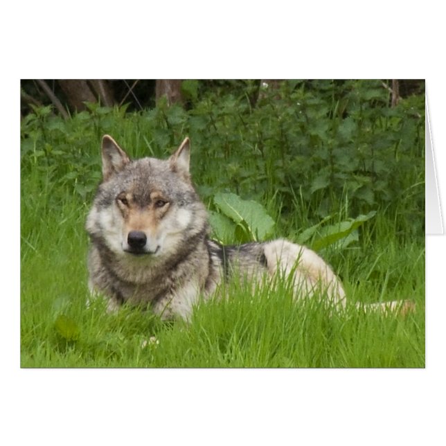 Lobo canadiense (Anverso (Horizontal))
