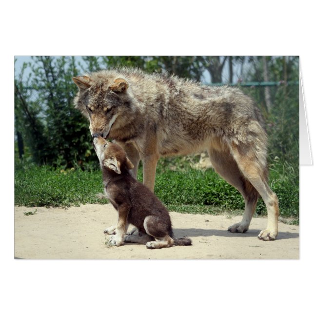 lobo con el perrito (Anverso (Horizontal))
