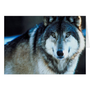 Lobo de la madera