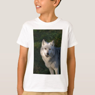 Lobo de la madera canadiense niños camiseta de t