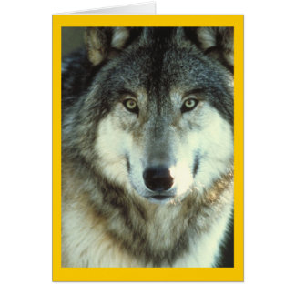 Lobo de la madera de Junglewalk.com