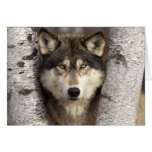 Lobo de la madera por Jim Zuckerman