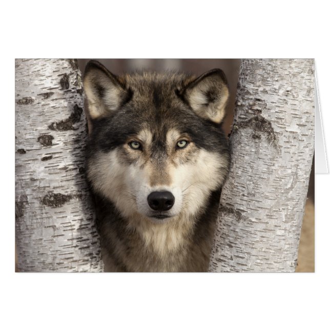Lobo de la madera por Jim Zuckerman (Anverso (Horizontal))