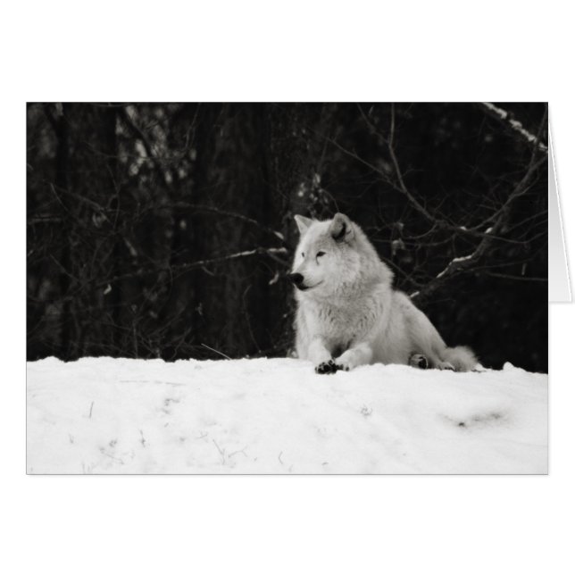 Lobo de nieve (Anverso (Horizontal))