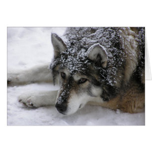 Lobo de Willie
