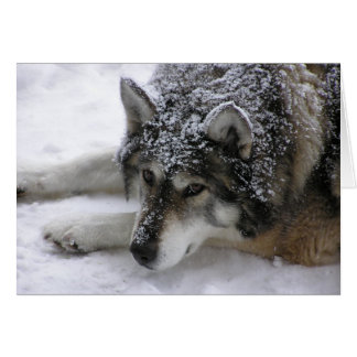 Lobo de Willie