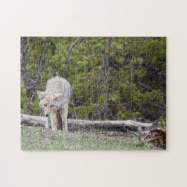 Lobo en el rompecabezas de Yellowstone