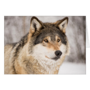Lobo en un bosque de invierno