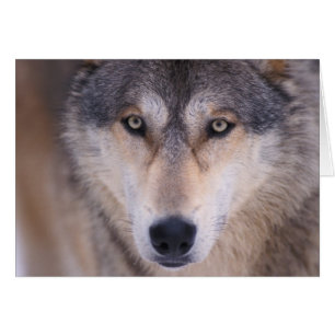 lobo gris, Canis lupus, primer plano de ojos