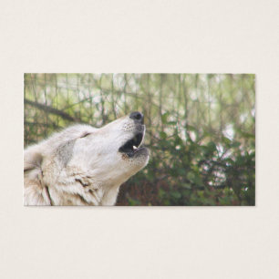Lobo gris del grito