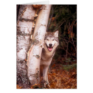 Lobo Gris detrás de un árbol