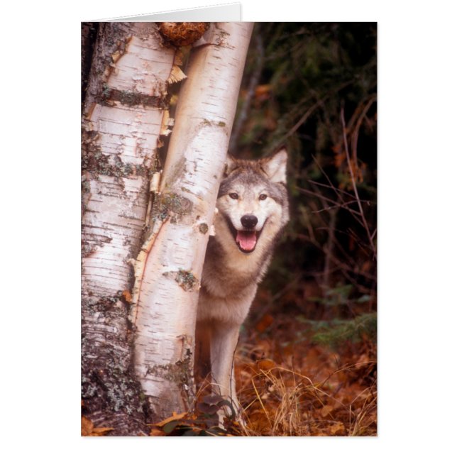 Lobo Gris detrás de un árbol (Frente)